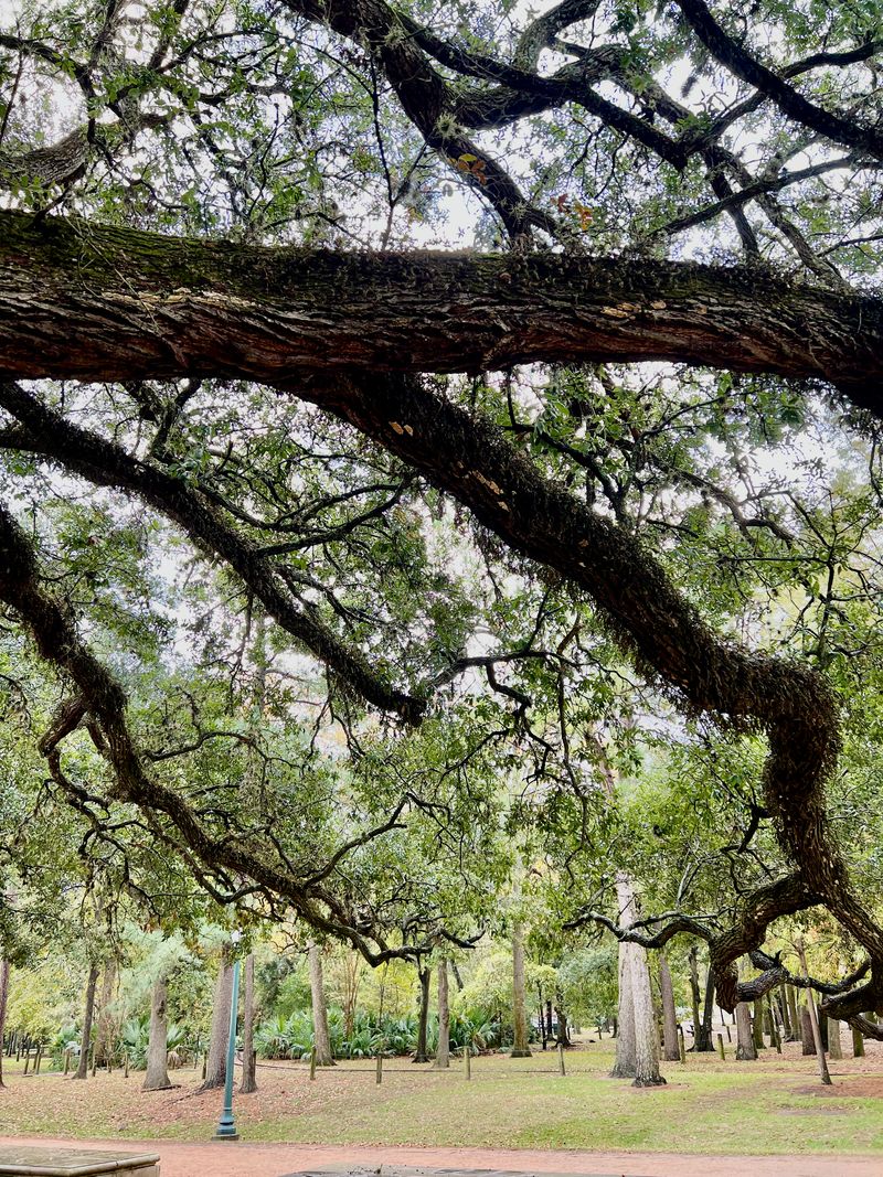 A branch of a tree that seems to branch indefinitely.