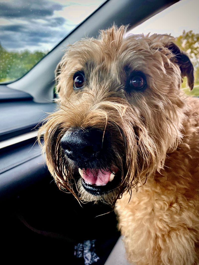 My dog in the passenger seat politely requesting attention.